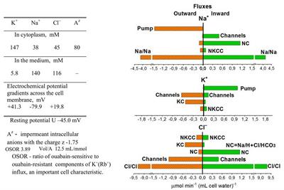 Balance of Na+, K+, and Cl– Unidirectional Fluxes in Normal and Apoptotic U937 Cells Computed With All Main Types of Cotransporters